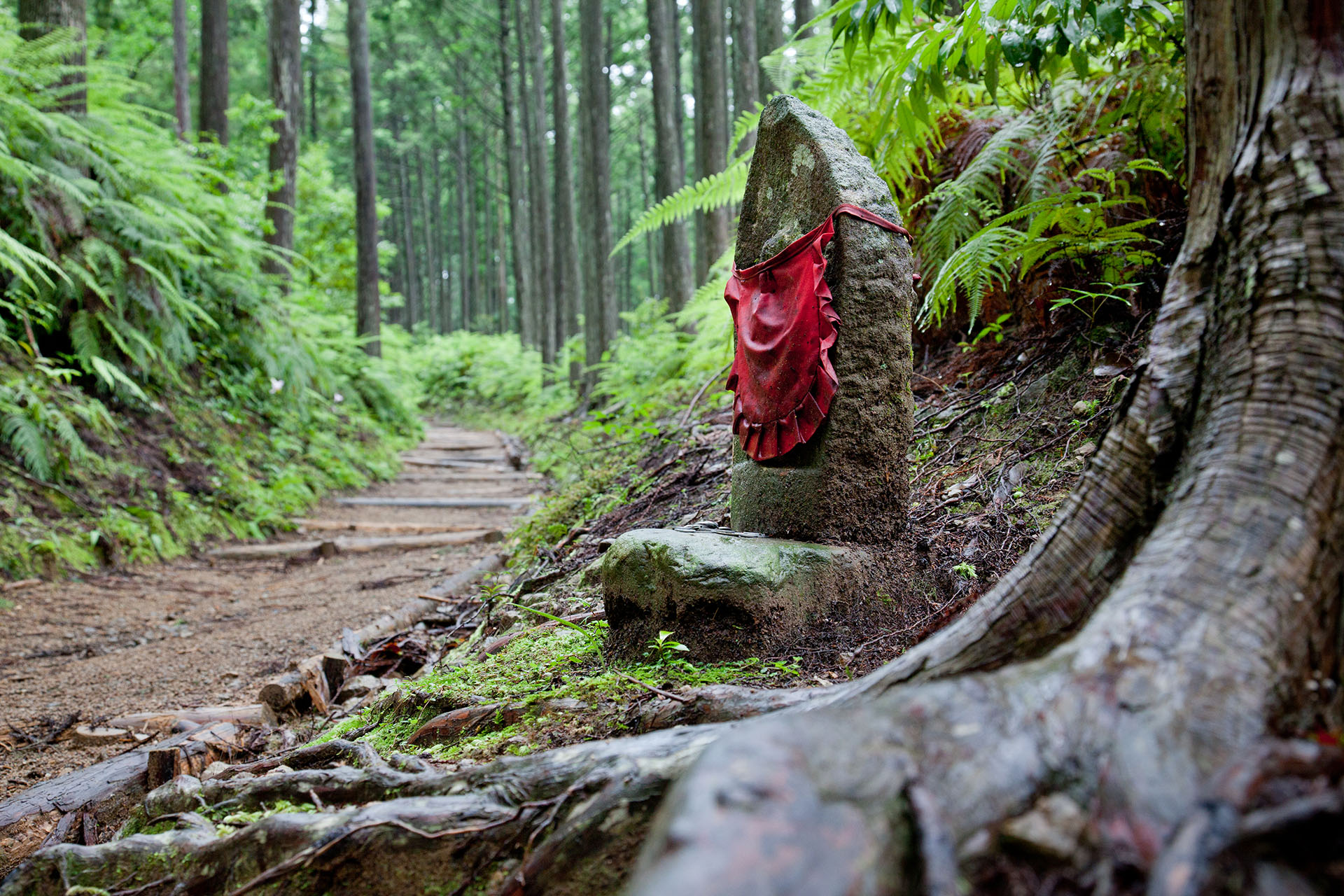 The forest trail at Dokyu Zenmon on the Nakahechi route of the Kumano Kodo